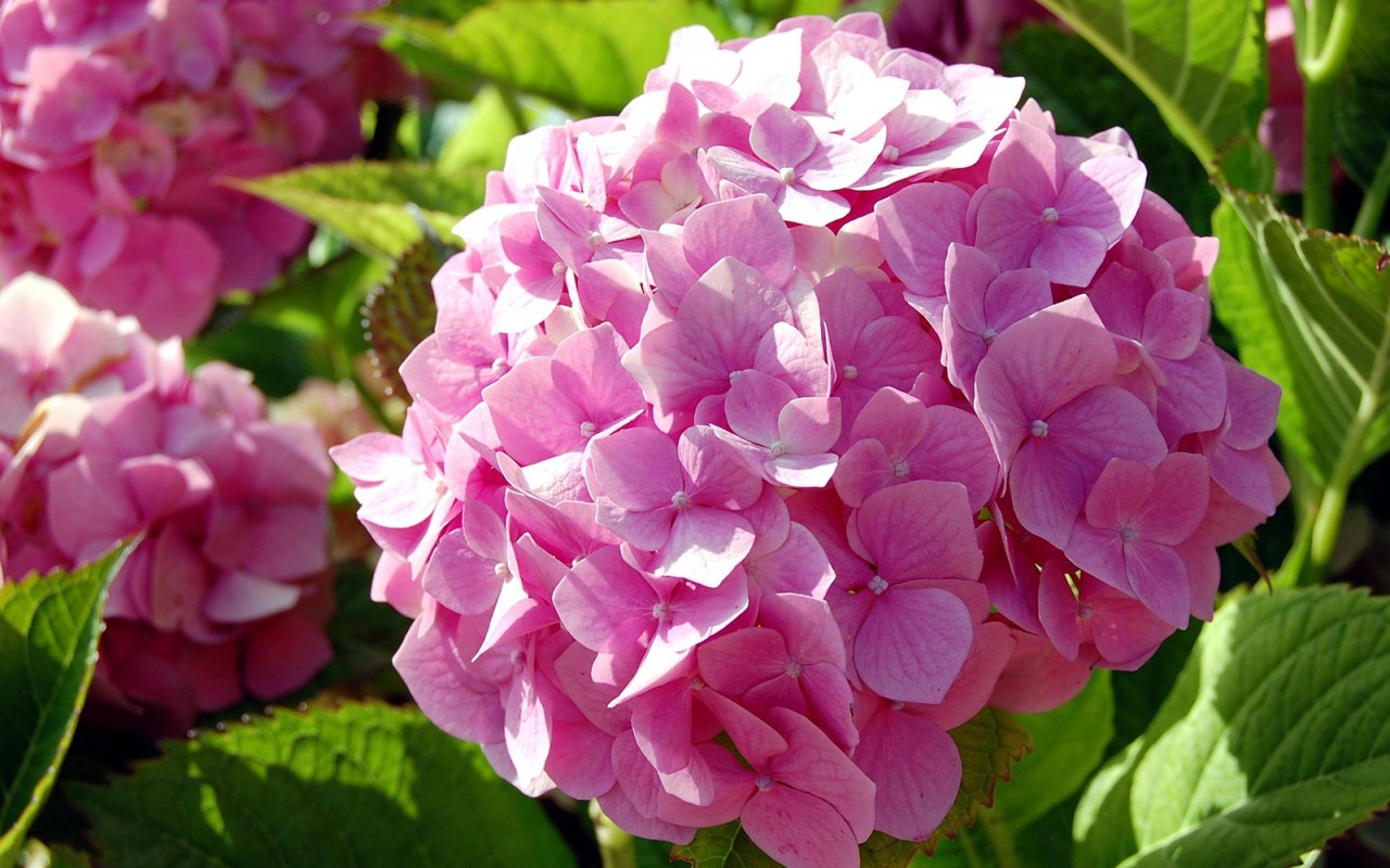 Hortensias | Wallpapers HD