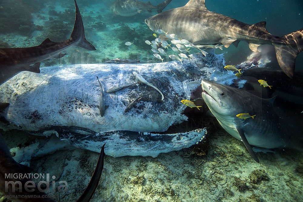 The Best Shark Dive in the World! Scavenging Tiger Sharks!