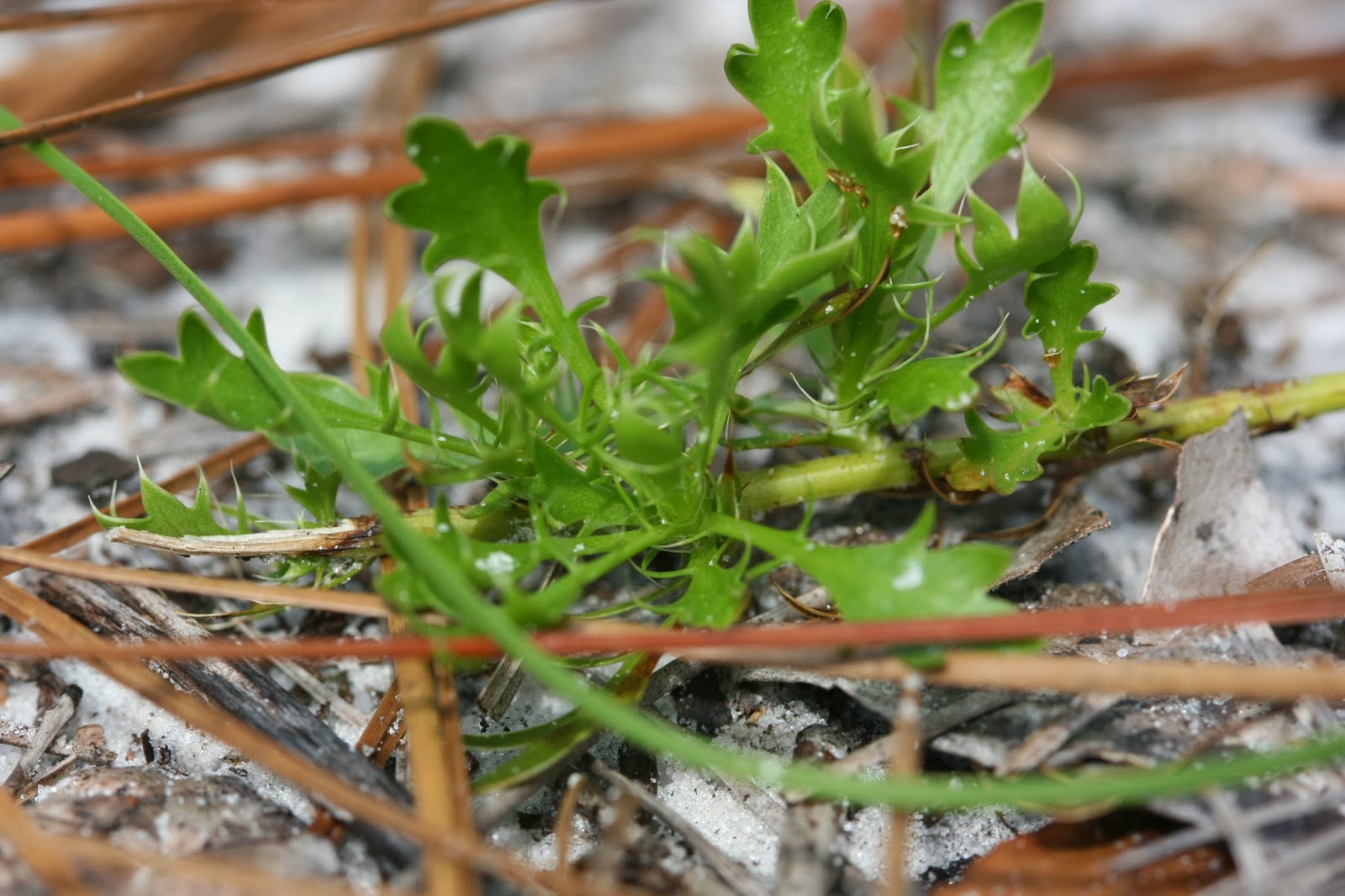 Native Florida Wildflowers Fragrant Button Snakeroot Eryngium aromaticum