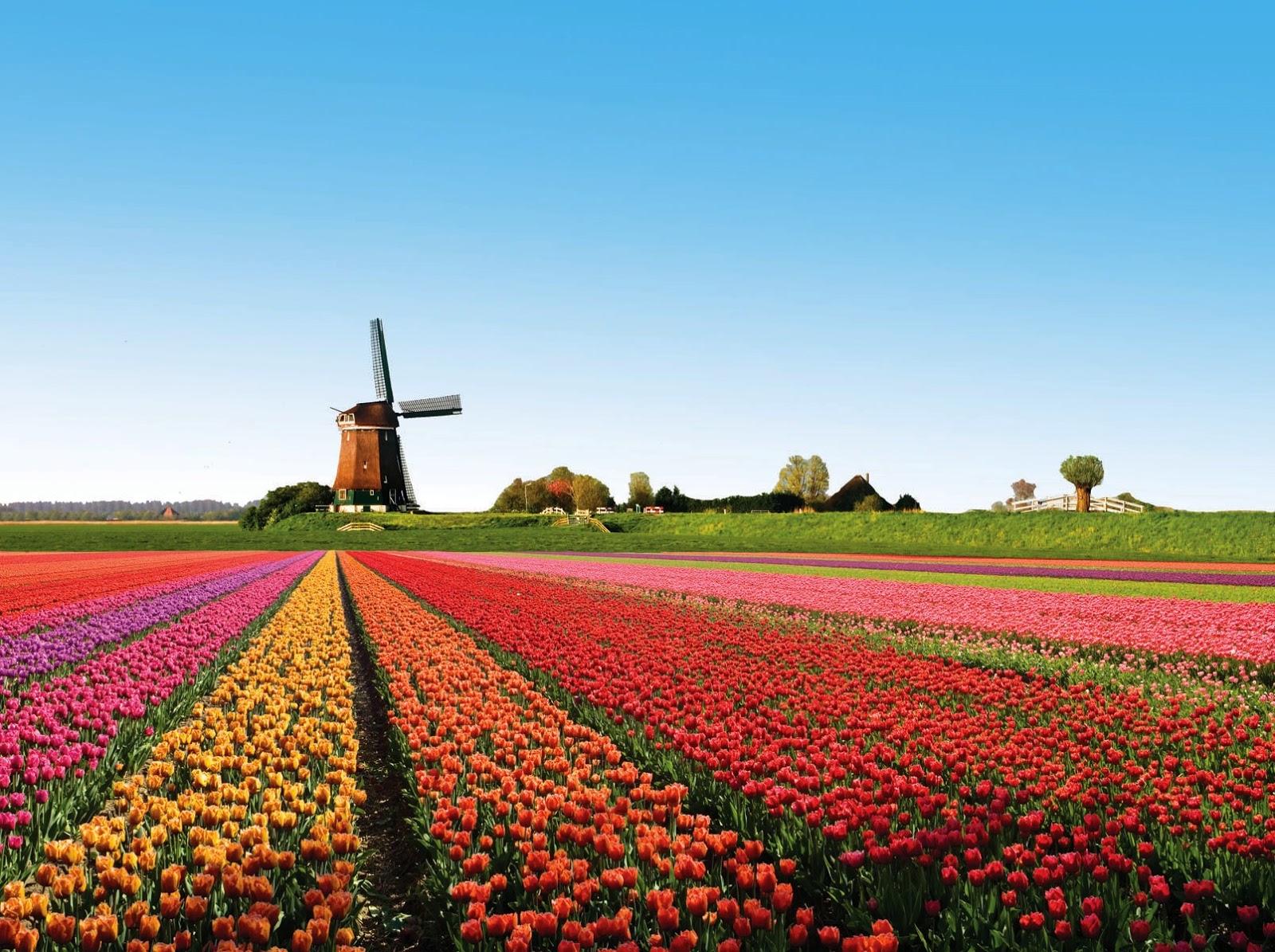 The Beauty of Nature Flower farms in the Netherlands