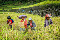 Batad Rice Terraces Ifugao Women Golden Rice Harvest 