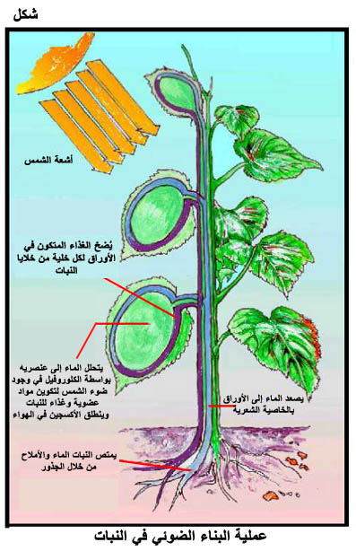 جزء من النبات تقوم بعملية البناء الضوئي الجذور الساق الأوراق
