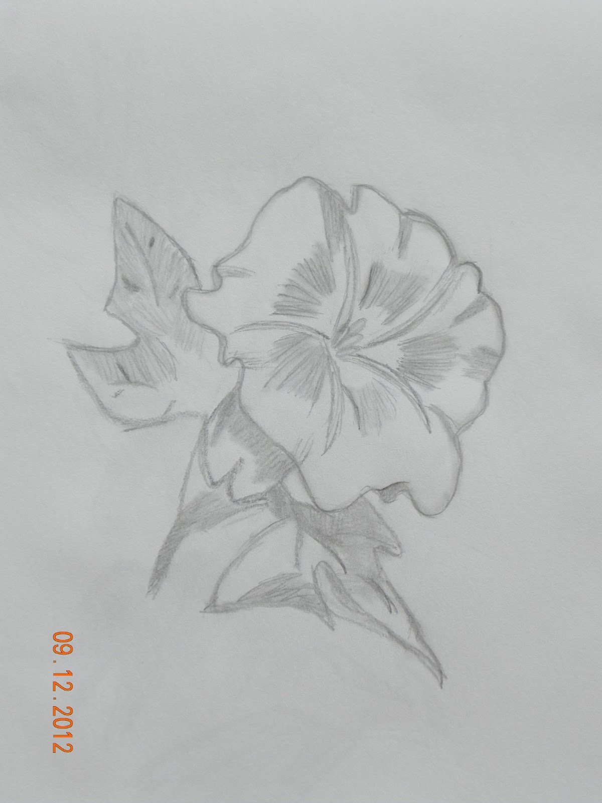 Art Pencil Drawings - Flowers