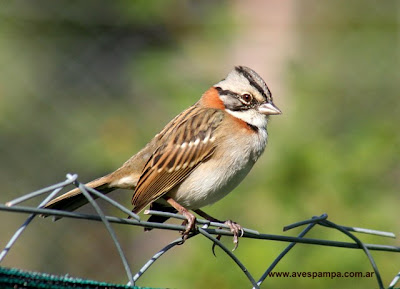 Rufous collared Sparrow