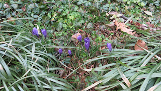 purple crocus, Friday, March 04, 2016, 1:34:54 PM