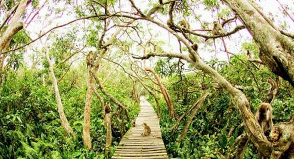 Cagar Alam Pulau Kaget, Habitat Hidup Bekantan - Yogood-id