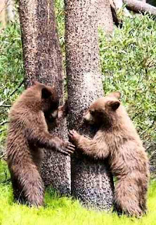 Bears move tree Bears move tree