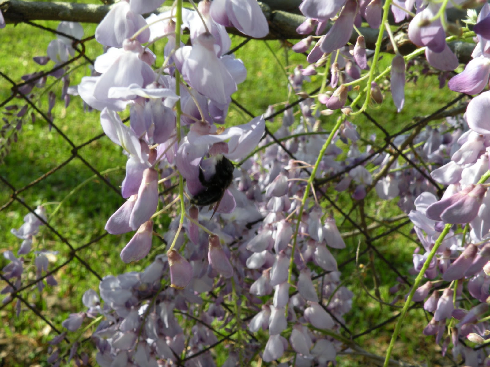 Mary�s Louisiana Garden Wisteria