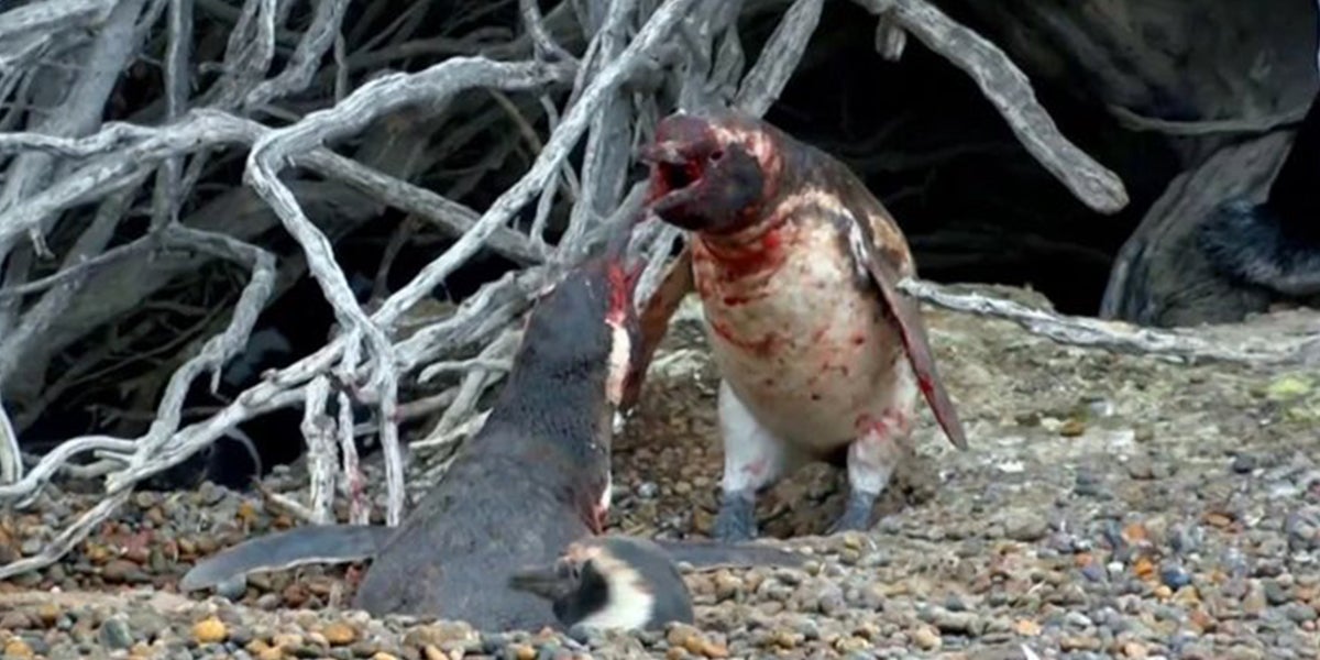 Devastated Penguin Catches His Lover Cheating On Him (Video) Devastated Penguin Catches His Lover Cheating On Him (Video)