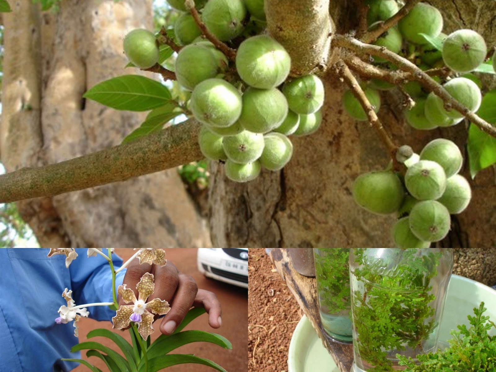 World Literature on Medicinal Plants from Pankaj Oudhia’s Medicinal
