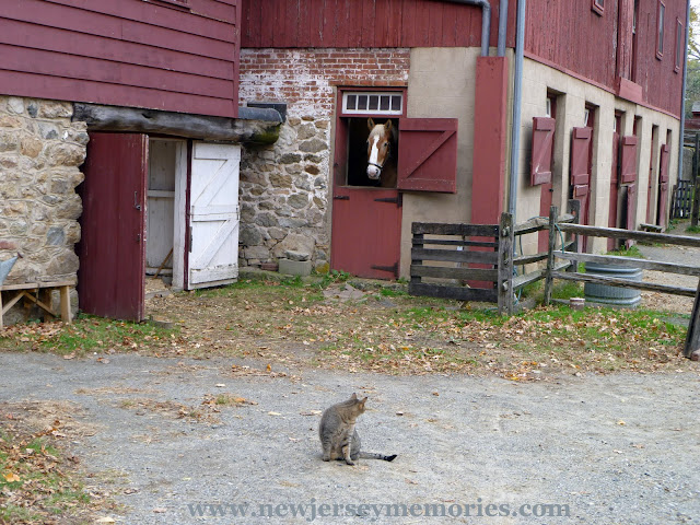 Cat and Horse at Fosterfields Living Historical Farm