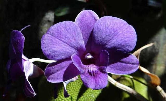 Orquideas Dendrobium - Aprenda Como Cultivá-la Facilmente