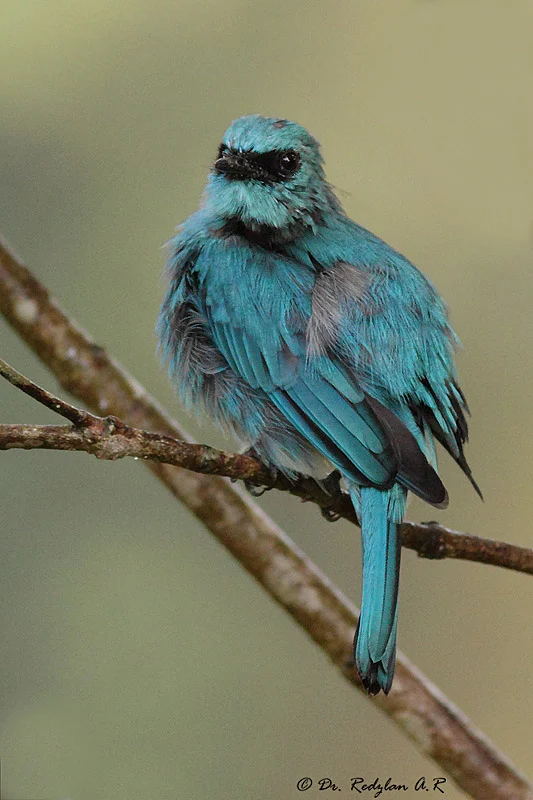 Blue Monday Bird -Flycatcher