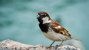 Northern Sparrow  (photosof.org)
