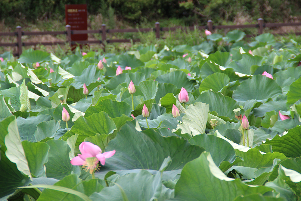 Stunning Lotus Season in South Korea Banyawol Lotus Field at Ansim