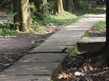 All morning empty Roads are crowded with Health Loving Walkers