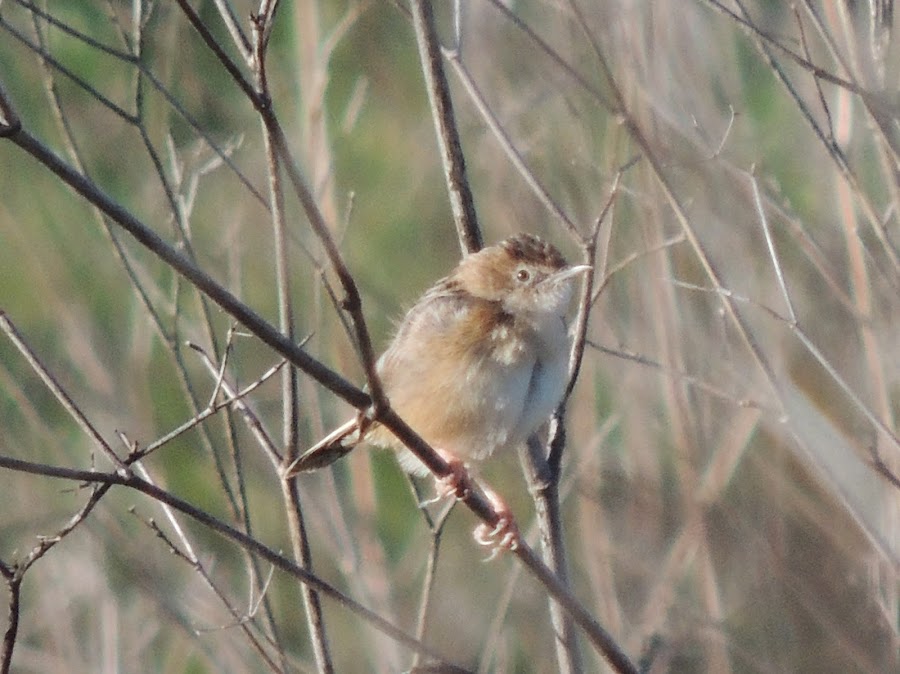 Cisticola juncidis