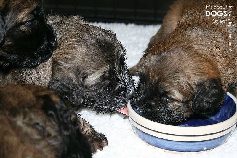 Fünf kleine Mini-Chirus? Nein! - ABOUT DOGS AND CHIRU [Hundeblog]