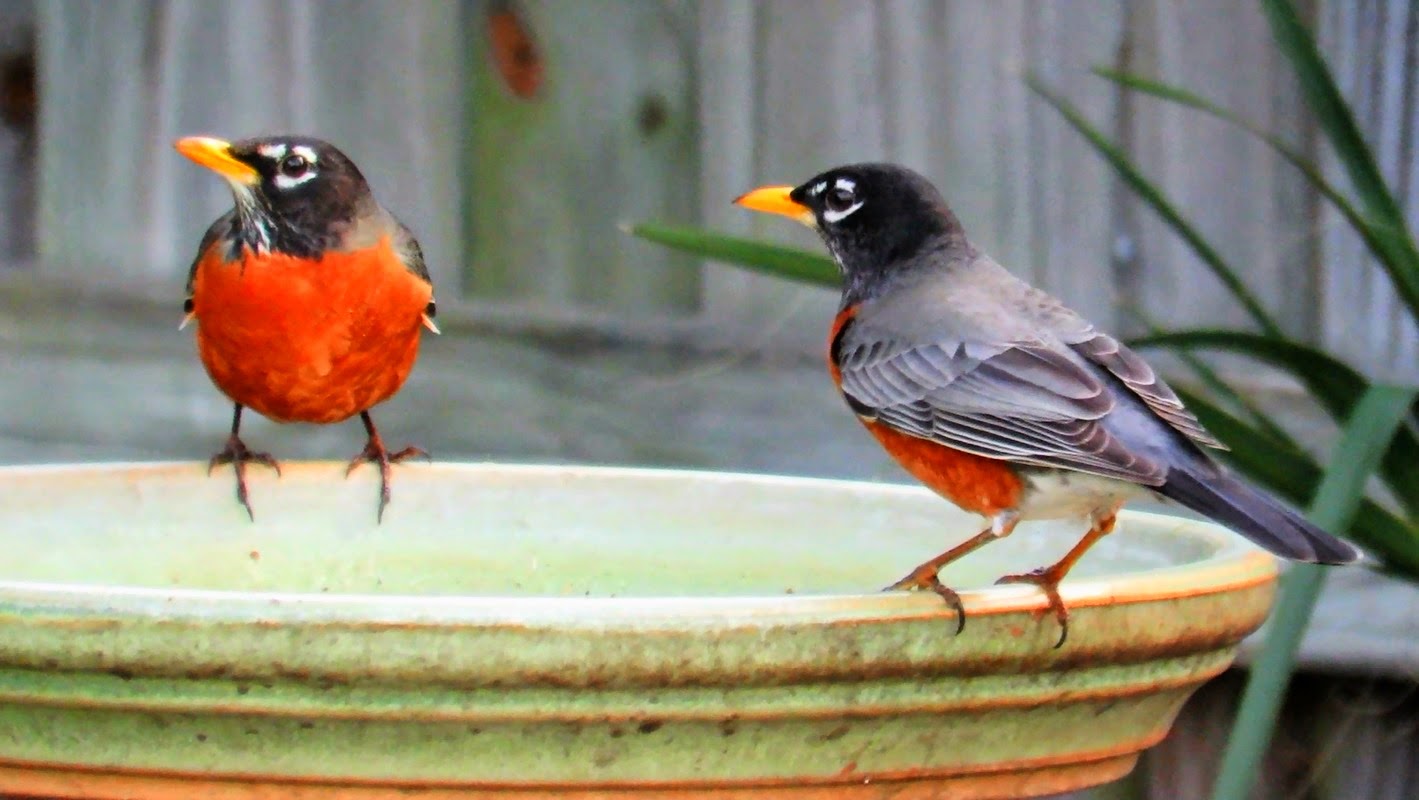 Backyard Birding....and Nature Hungry Flock of Robins Invades Florida