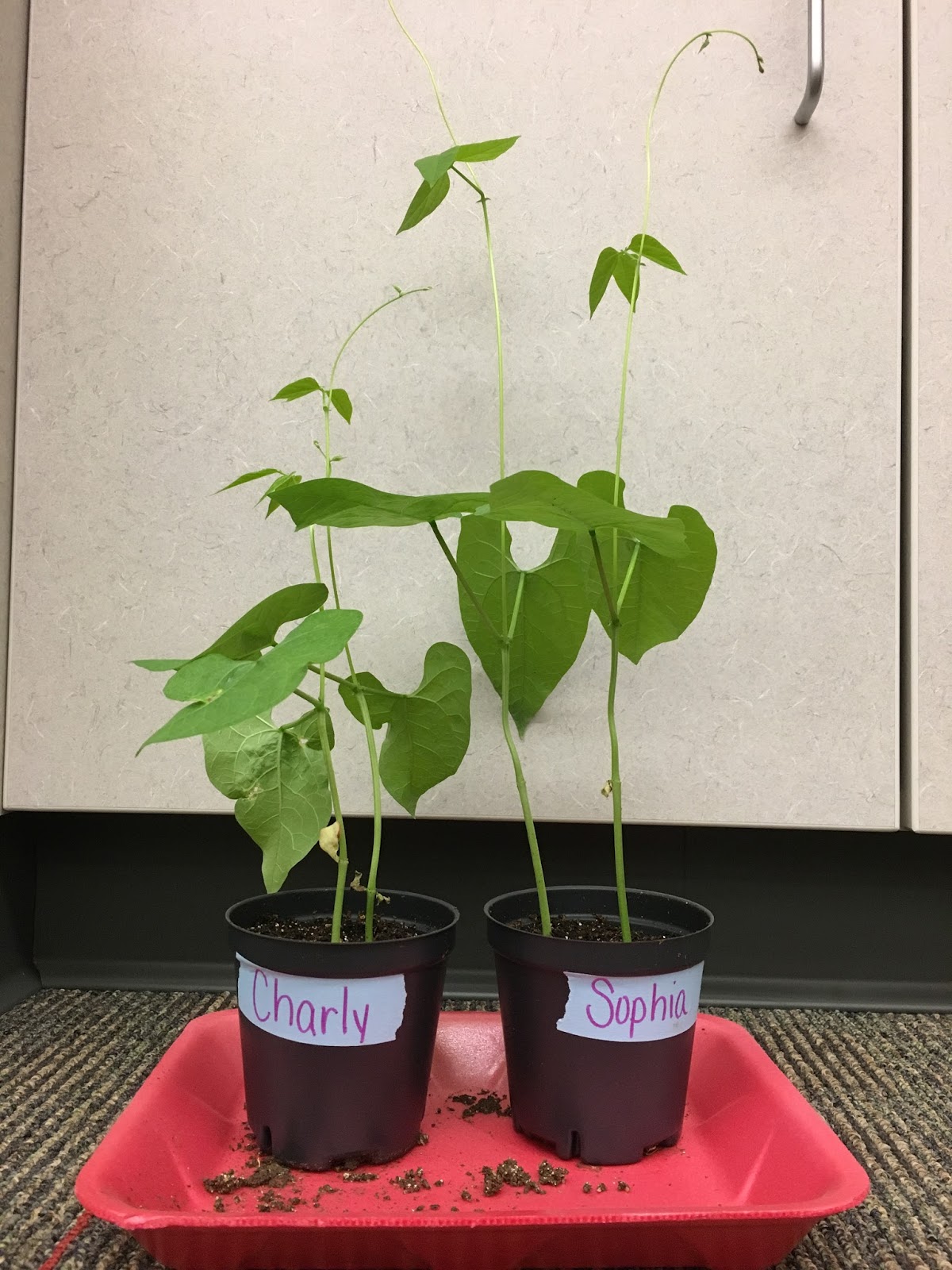 iTeach uTeach weLearn 1st Grade Lima Bean Time Lapse