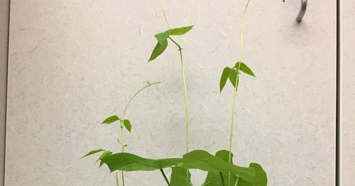 iTeach uTeach weLearn 1st Grade Lima Bean Time Lapse