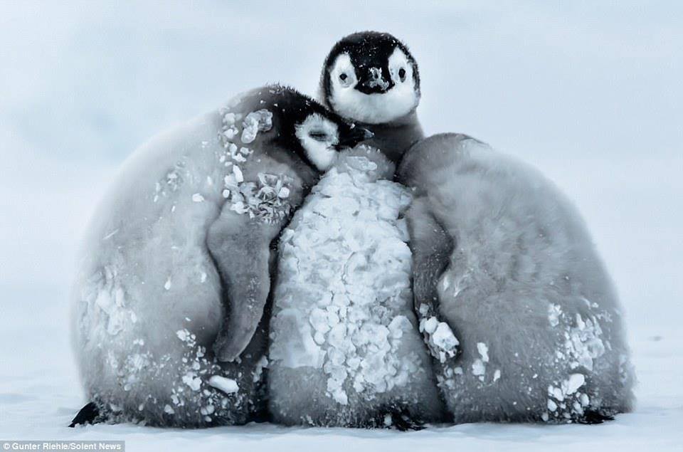 xHots 247: These adorable baby penguins were caught cuddling together