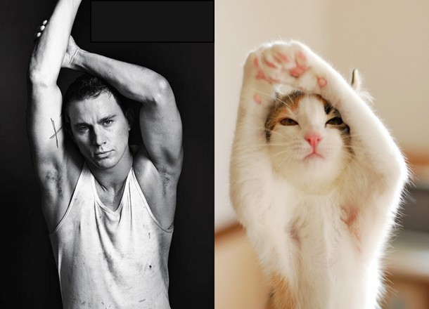 cats and models