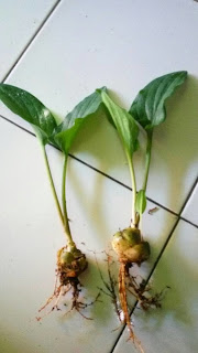 Tanaman Herbal Untuk Kanker Serviks, Mempercepat Penyembuhan Tanaman Herbal Untuk Kanker Serviks, Mempercepat Penyembuhan