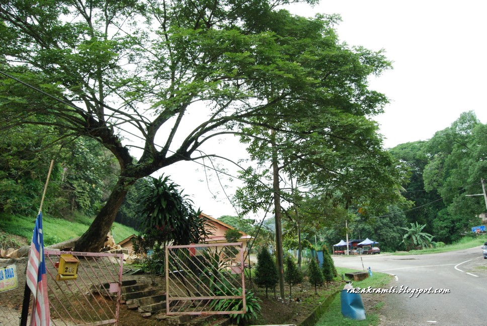Fotografi merakam sejarah Tebang pokok balak  di Jalan 