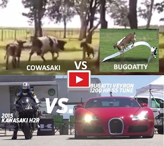 Video-goat-vs-cow-and-kawasaki-against-bugatti