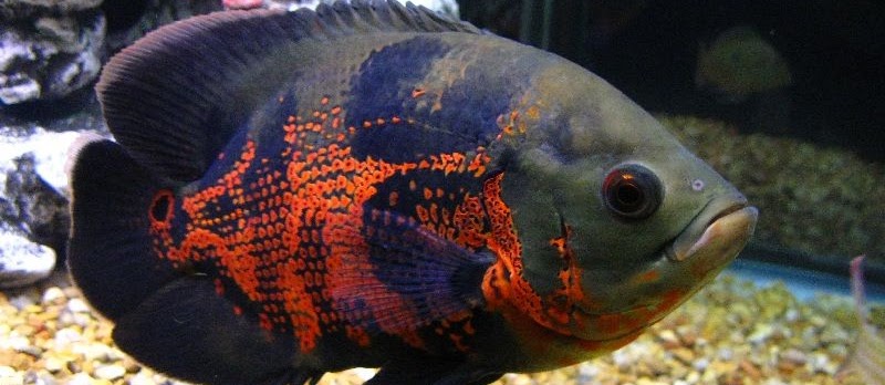 Penyakit Ikan Oscar dan Cara Mengatasinya