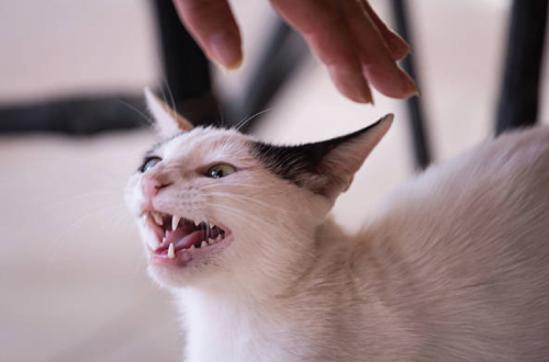 angry cat being pat