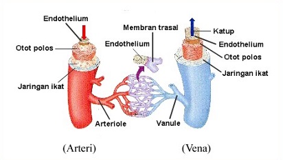 Inilah Perbedaan Vena dan Arteri (Pembuluh Darah)