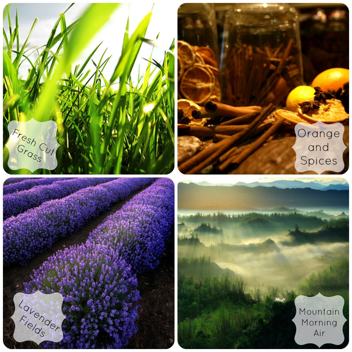 the-treasure-chest-favorite-smells