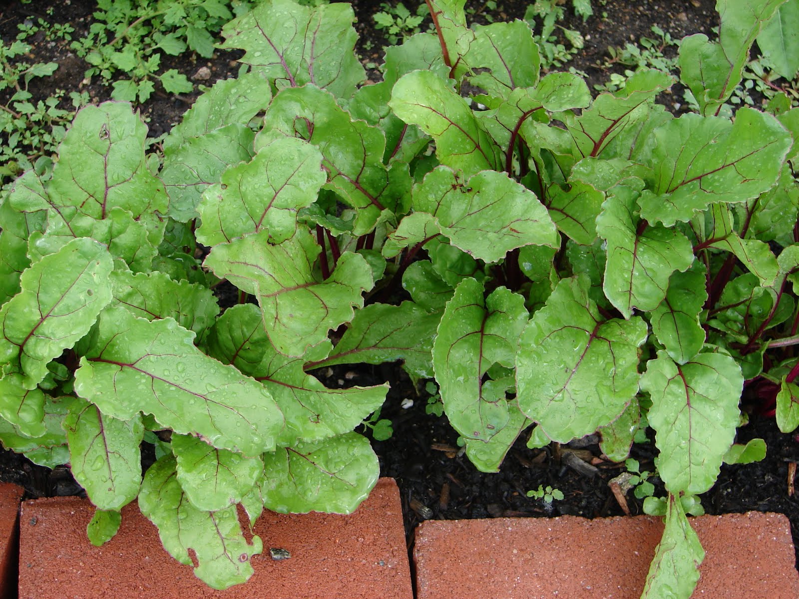 One Love Farm Lettuce and Beets