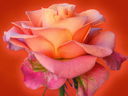 orange rose flower fantastic
