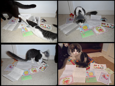 Anakin the two legged cat, cards & letters