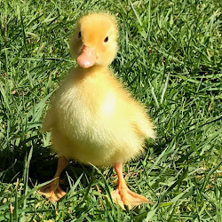 chicks together ducklings happy chicken far