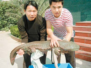 Salamander Raksasa Cina Hewan Terbesar Di Dunia