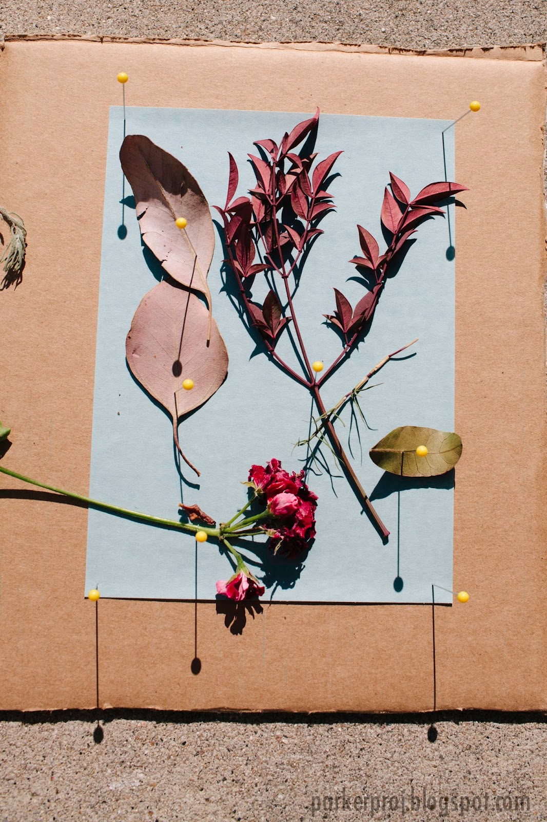 The Parker Project Cyanotype (Sun Paper Art) Toddler Art