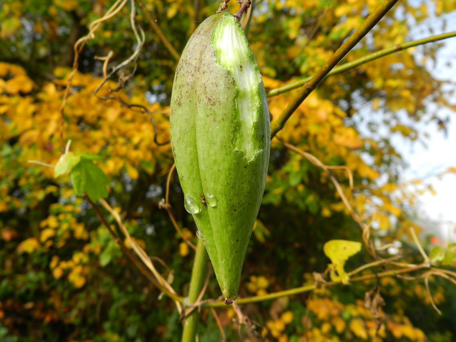 aubunique Honeyvine milkweed pods green now but will mature and open