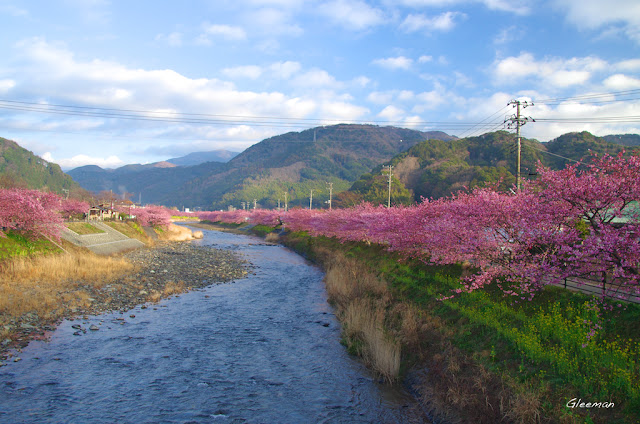 伊豆・河津櫻祭