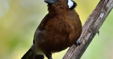 Download Suara Cililin Gacor Ngerol Panjang Masteran Mp3 Burung Babe