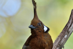 Download Suara Cililin Gacor Ngerol Panjang Masteran Mp3 Burung Babe