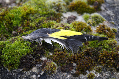 Valley Naturalist: Wing of a goldfinch