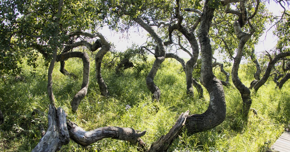 The Crooked Trees of Hafford Amusing