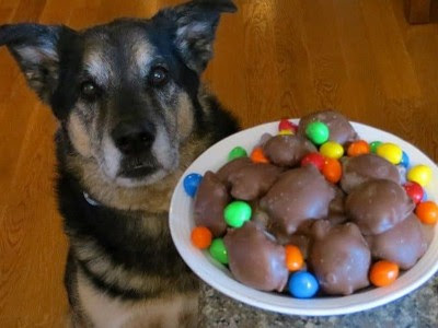 Why Does Chocolate Kill Dogs?