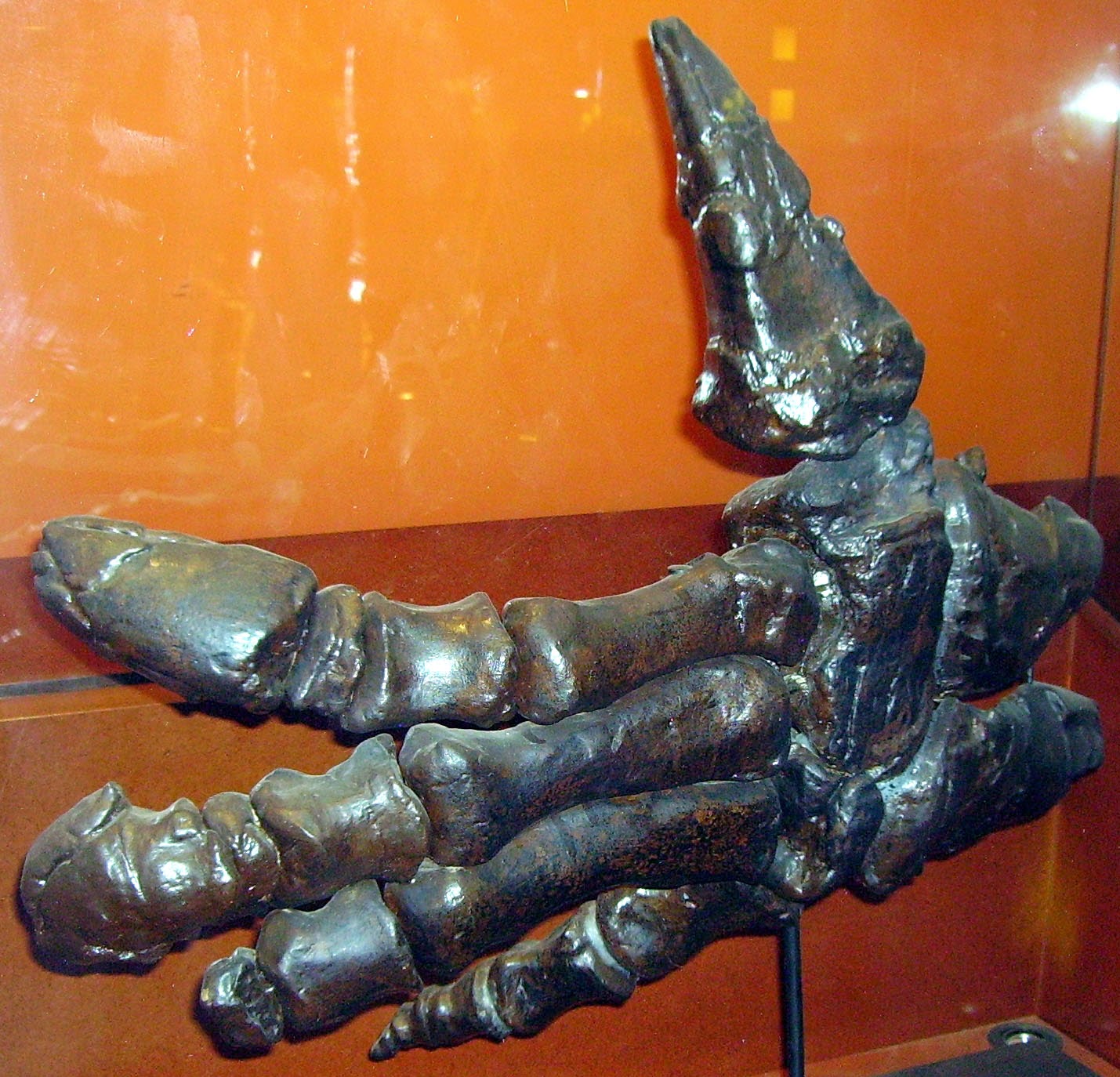 iguanodon skeleton