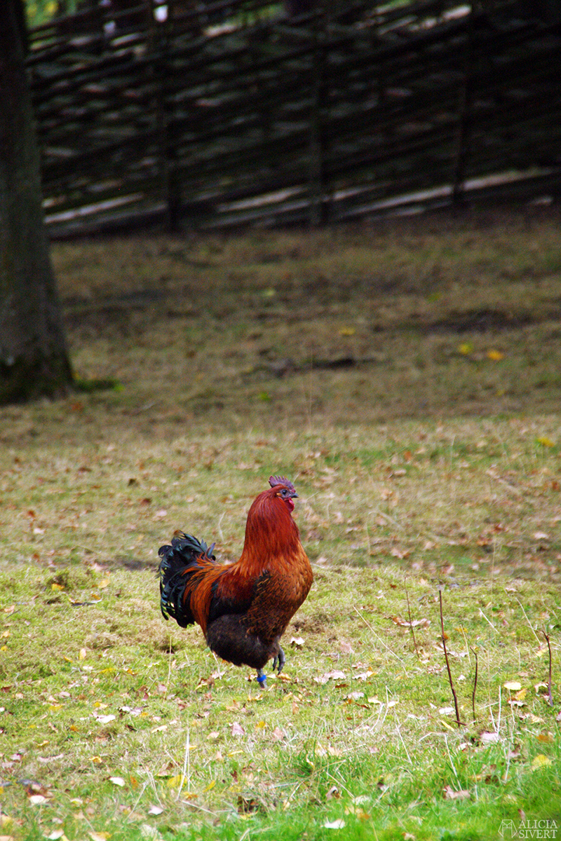 Rooster at Skansens höstmarknad, photo by Alicia Sivertsson.