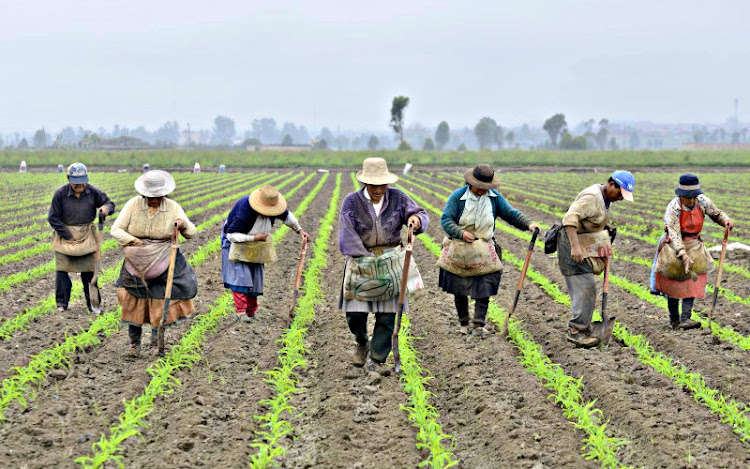 Sistemas Agrarios Sistemas Agrarios